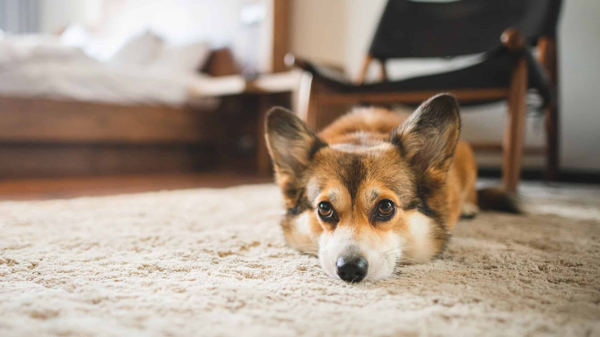 Welsh corgi laying on carpet in a dog-friendly Concord hotel.