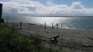 A vibrant dog park bathed in sunlight features abundant greenery with mature trees, offering ample shade for leisurely outdoor activities. In the distance is a well-equipped playground that presents an additional activity area. An inviting picnic table spreads out nearby, ideal for enjoying meals al fresco or taking relaxing breaks from play. A neatly-placed trash bin aids in maintaining the park's cleanliness for everyone's enjoyment. Dominating the scene is a generously wide dirt path gracefully curving through the expanse of grass, promising exploratory walks and lively fetch games.