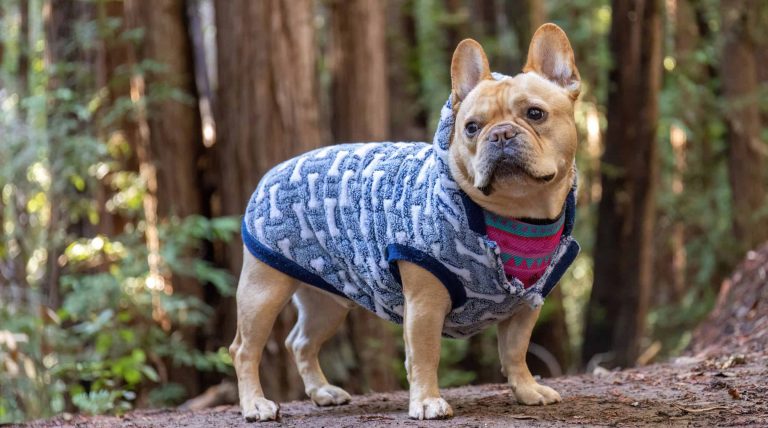 Dog-approved adventures in California’s North Coast Region