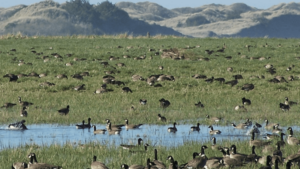 A vibrant dog park bathed in sunlight features abundant greenery with mature trees, offering ample shade for leisurely outdoor activities. In the distance is a well-equipped playground that presents an additional activity area. An inviting picnic table spreads out nearby, ideal for enjoying meals al fresco or taking relaxing breaks from play. A neatly-placed trash bin aids in maintaining the park's cleanliness for everyone's enjoyment. Dominating the scene is a generously wide dirt path gracefully curving through the expanse of grass, promising exploratory walks and lively fetch games.