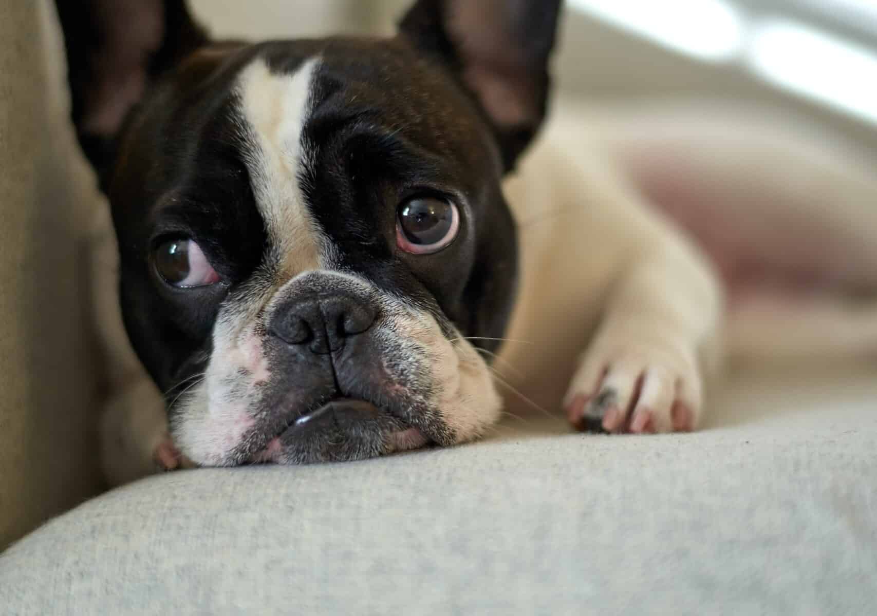 French Bulldog