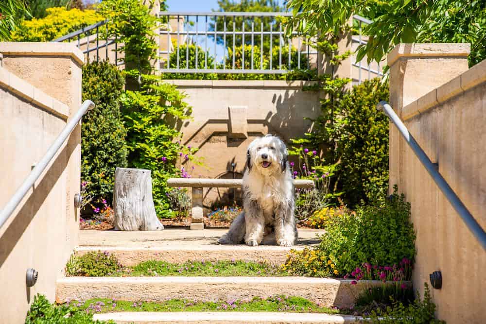 Dog at Noyo Harbor Inn