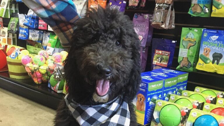 Treats Natural Pet Marketplace