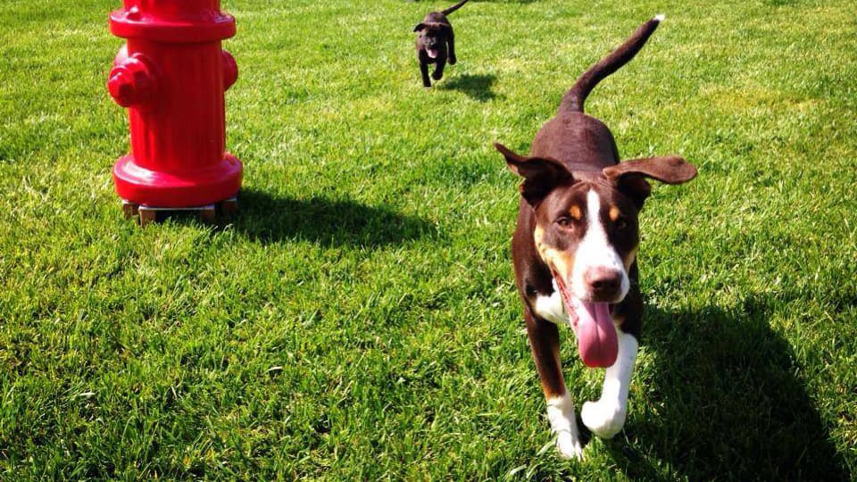 dogs running on grass