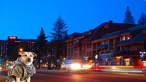A vibrant dog park bathed in sunlight features abundant greenery with mature trees, offering ample shade for leisurely outdoor activities. In the distance is a well-equipped playground that presents an additional activity area. An inviting picnic table spreads out nearby, ideal for enjoying meals al fresco or taking relaxing breaks from play. A neatly-placed trash bin aids in maintaining the park's cleanliness for everyone's enjoyment. Dominating the scene is a generously wide dirt path gracefully curving through the expanse of grass, promising exploratory walks and lively fetch games.