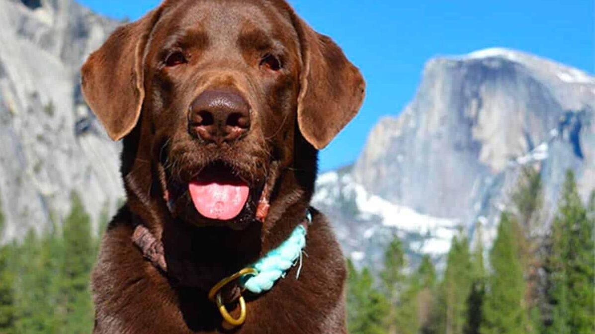 a large brown dog sitting on top of a lush green field.