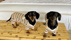 A vibrant dog park bathed in sunlight features abundant greenery with mature trees, offering ample shade for leisurely outdoor activities. In the distance is a well-equipped playground that presents an additional activity area. An inviting picnic table spreads out nearby, ideal for enjoying meals al fresco or taking relaxing breaks from play. A neatly-placed trash bin aids in maintaining the park's cleanliness for everyone's enjoyment. Dominating the scene is a generously wide dirt path gracefully curving through the expanse of grass, promising exploratory walks and lively fetch games.