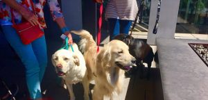 A vibrant dog park bathed in sunlight features abundant greenery with mature trees, offering ample shade for leisurely outdoor activities. In the distance is a well-equipped playground that presents an additional activity area. An inviting picnic table spreads out nearby, ideal for enjoying meals al fresco or taking relaxing breaks from play. A neatly-placed trash bin aids in maintaining the park's cleanliness for everyone's enjoyment. Dominating the scene is a generously wide dirt path gracefully curving through the expanse of grass, promising exploratory walks and lively fetch games.