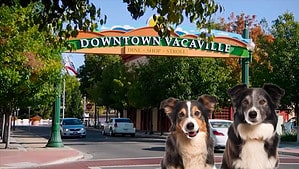 two dogs are standing in front of a downtown vacaville sign.