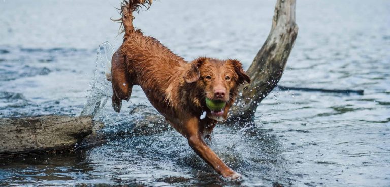 Big Bear Lake: a four-paw adventure in Southern California’s alpine country