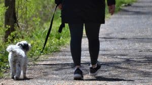 A vibrant dog park bathed in sunlight features abundant greenery with mature trees, offering ample shade for leisurely outdoor activities. In the distance is a well-equipped playground that presents an additional activity area. An inviting picnic table spreads out nearby, ideal for enjoying meals al fresco or taking relaxing breaks from play. A neatly-placed trash bin aids in maintaining the park's cleanliness for everyone's enjoyment. Dominating the scene is a generously wide dirt path gracefully curving through the expanse of grass, promising exploratory walks and lively fetch games.