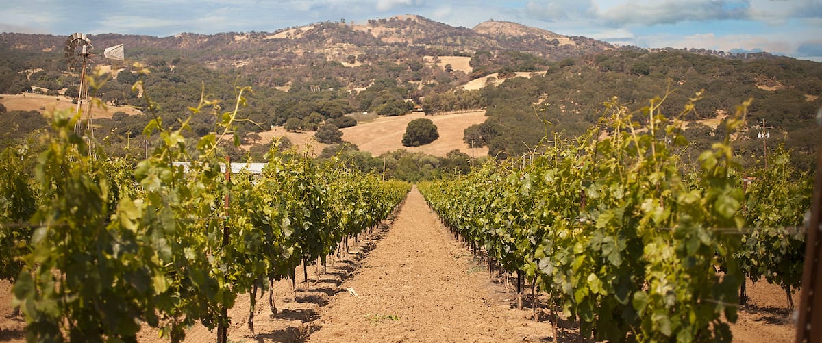 a row of trees in a field with mountains in the background.