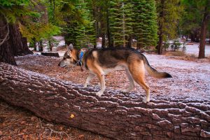 A vibrant dog park bathed in sunlight features abundant greenery with mature trees, offering ample shade for leisurely outdoor activities. In the distance is a well-equipped playground that presents an additional activity area. An inviting picnic table spreads out nearby, ideal for enjoying meals al fresco or taking relaxing breaks from play. A neatly-placed trash bin aids in maintaining the park's cleanliness for everyone's enjoyment. Dominating the scene is a generously wide dirt path gracefully curving through the expanse of grass, promising exploratory walks and lively fetch games.
