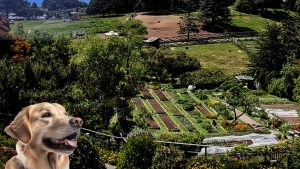 A vibrant dog park bathed in sunlight features abundant greenery with mature trees, offering ample shade for leisurely outdoor activities. In the distance is a well-equipped playground that presents an additional activity area. An inviting picnic table spreads out nearby, ideal for enjoying meals al fresco or taking relaxing breaks from play. A neatly-placed trash bin aids in maintaining the park's cleanliness for everyone's enjoyment. Dominating the scene is a generously wide dirt path gracefully curving through the expanse of grass, promising exploratory walks and lively fetch games.