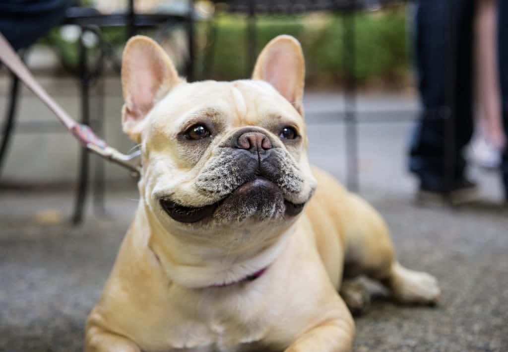 A french bulldog laying on the ground.