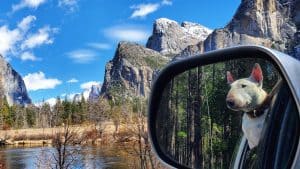 A vibrant dog park bathed in sunlight features abundant greenery with mature trees, offering ample shade for leisurely outdoor activities. In the distance is a well-equipped playground that presents an additional activity area. An inviting picnic table spreads out nearby, ideal for enjoying meals al fresco or taking relaxing breaks from play. A neatly-placed trash bin aids in maintaining the park's cleanliness for everyone's enjoyment. Dominating the scene is a generously wide dirt path gracefully curving through the expanse of grass, promising exploratory walks and lively fetch games.