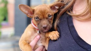 A vibrant dog park bathed in sunlight features abundant greenery with mature trees, offering ample shade for leisurely outdoor activities. In the distance is a well-equipped playground that presents an additional activity area. An inviting picnic table spreads out nearby, ideal for enjoying meals al fresco or taking relaxing breaks from play. A neatly-placed trash bin aids in maintaining the park's cleanliness for everyone's enjoyment. Dominating the scene is a generously wide dirt path gracefully curving through the expanse of grass, promising exploratory walks and lively fetch games.