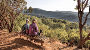 A vibrant dog park bathed in sunlight features abundant greenery with mature trees, offering ample shade for leisurely outdoor activities. In the distance is a well-equipped playground that presents an additional activity area. An inviting picnic table spreads out nearby, ideal for enjoying meals al fresco or taking relaxing breaks from play. A neatly-placed trash bin aids in maintaining the park's cleanliness for everyone's enjoyment. Dominating the scene is a generously wide dirt path gracefully curving through the expanse of grass, promising exploratory walks and lively fetch games.