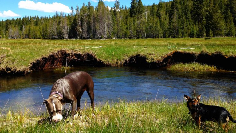 Photo by Discover Siskiyou.