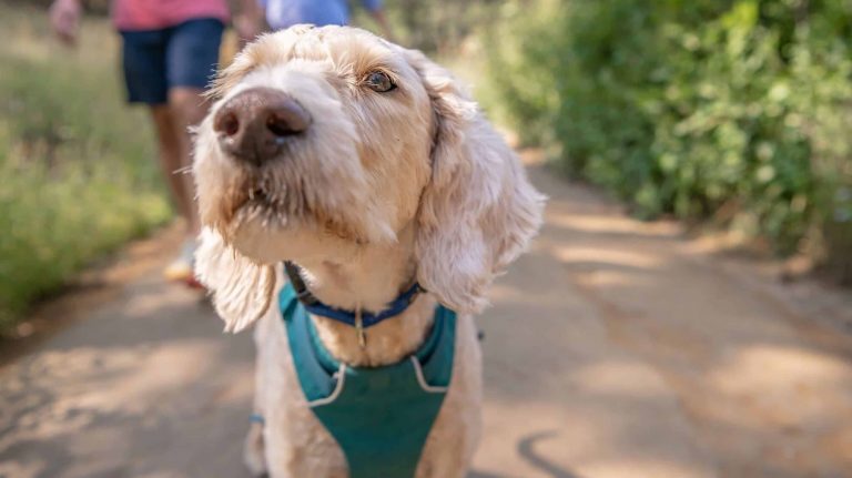 A vibrant dog park bathed in sunlight features abundant greenery with mature trees, offering ample shade for leisurely outdoor activities. In the distance is a well-equipped playground that presents an additional activity area. An inviting picnic table spreads out nearby, ideal for enjoying meals al fresco or taking relaxing breaks from play. A neatly-placed trash bin aids in maintaining the park's cleanliness for everyone's enjoyment. Dominating the scene is a generously wide dirt path gracefully curving through the expanse of grass, promising exploratory walks and lively fetch games.