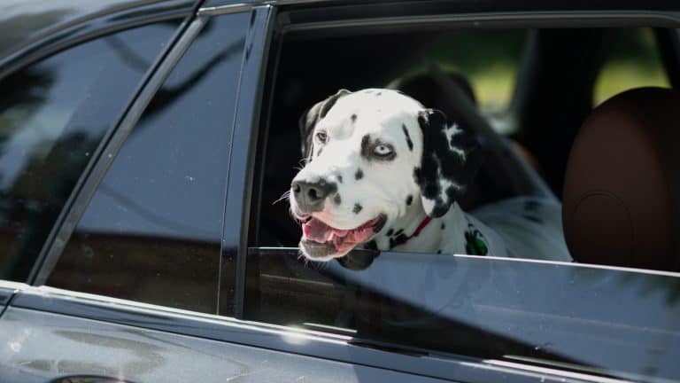 Discover dog-friendly Pleasant Hill