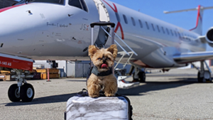 A vibrant dog park bathed in sunlight features abundant greenery with mature trees, offering ample shade for leisurely outdoor activities. In the distance is a well-equipped playground that presents an additional activity area. An inviting picnic table spreads out nearby, ideal for enjoying meals al fresco or taking relaxing breaks from play. A neatly-placed trash bin aids in maintaining the park's cleanliness for everyone's enjoyment. Dominating the scene is a generously wide dirt path gracefully curving through the expanse of grass, promising exploratory walks and lively fetch games.