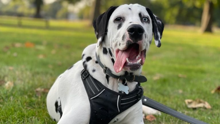 Tshaka loves Pleasant Hill. Photo by Visit Pleasant Hill.