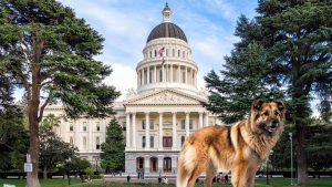 A vibrant dog park bathed in sunlight features abundant greenery with mature trees, offering ample shade for leisurely outdoor activities. In the distance is a well-equipped playground that presents an additional activity area. An inviting picnic table spreads out nearby, ideal for enjoying meals al fresco or taking relaxing breaks from play. A neatly-placed trash bin aids in maintaining the park's cleanliness for everyone's enjoyment. Dominating the scene is a generously wide dirt path gracefully curving through the expanse of grass, promising exploratory walks and lively fetch games.