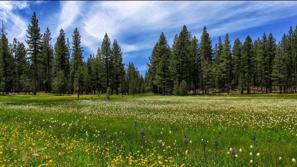 A Meadow In Lassen County