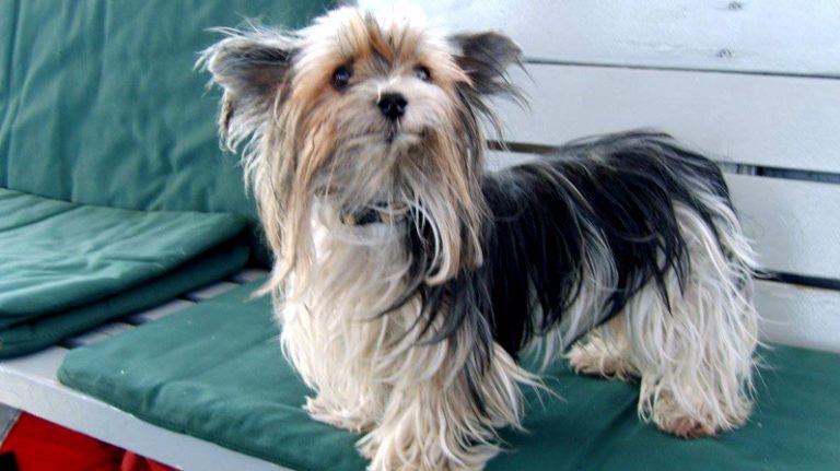 Big Bear Queen Lake Tour