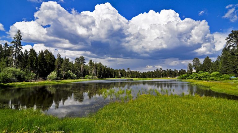 Champion Lodgepole Trail & Bluff Lake Reserve 
