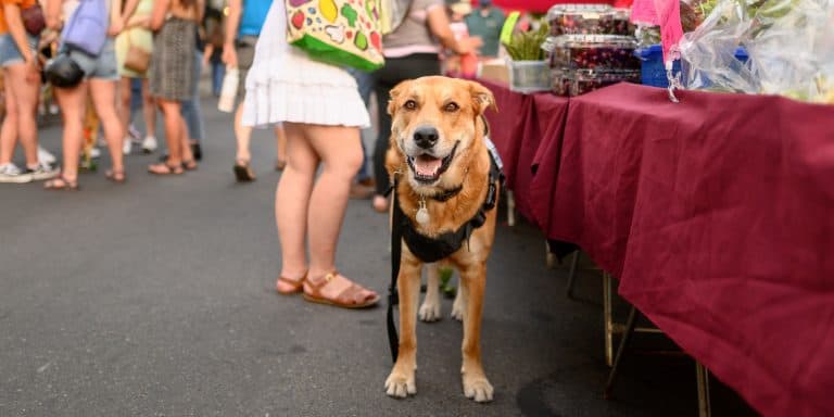 Butte County: Nature and culture for pups and their people