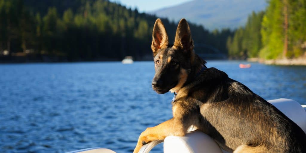 Dog on a lake in Siskiyou County. Photo by Siskiyou County.