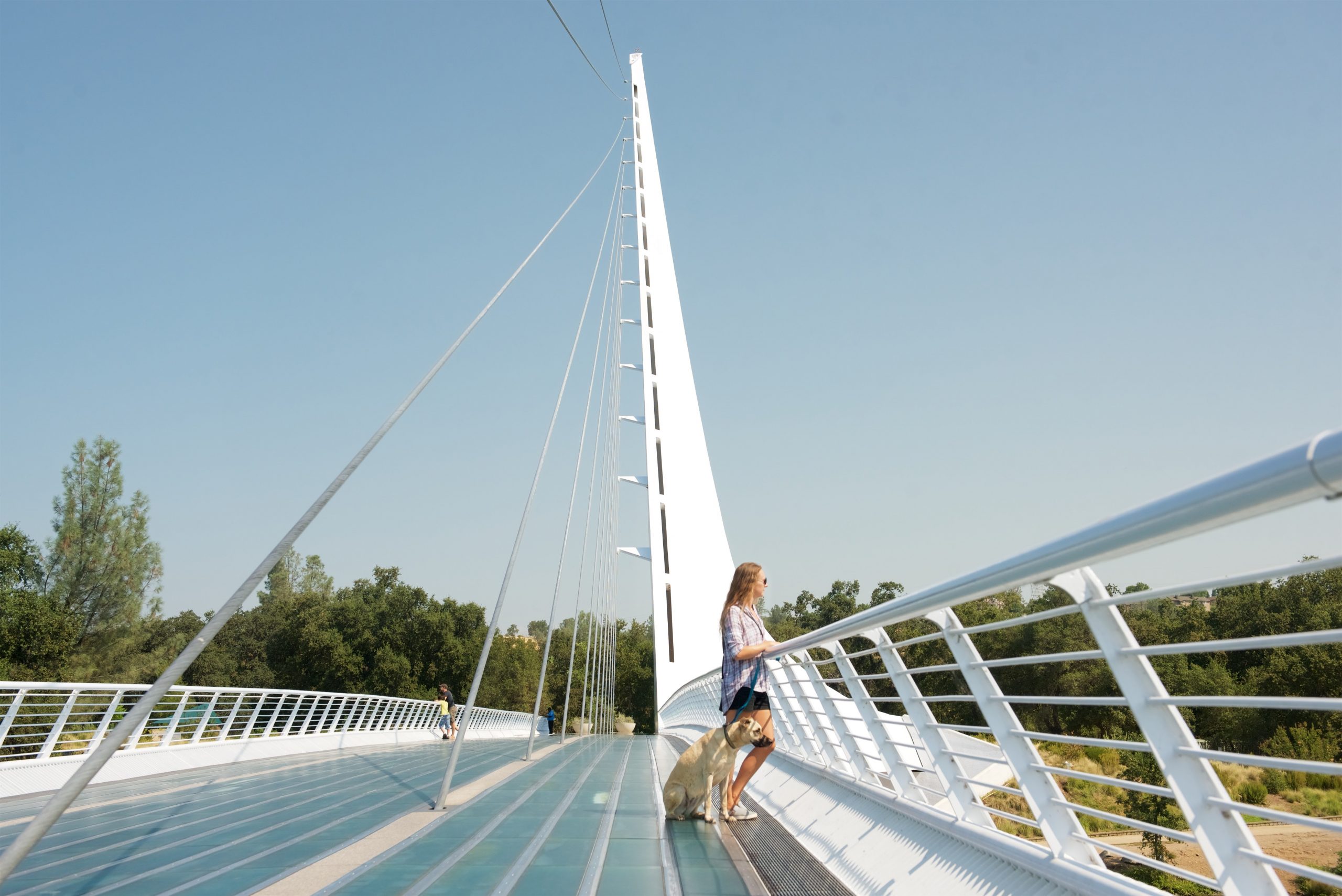 A vibrant dog park bathed in sunlight features abundant greenery with mature trees, offering ample shade for leisurely outdoor activities. In the distance is a well-equipped playground that presents an additional activity area. An inviting picnic table spreads out nearby, ideal for enjoying meals al fresco or taking relaxing breaks from play. A neatly-placed trash bin aids in maintaining the park's cleanliness for everyone's enjoyment. Dominating the scene is a generously wide dirt path gracefully curving through the expanse of grass, promising exploratory walks and lively fetch games.