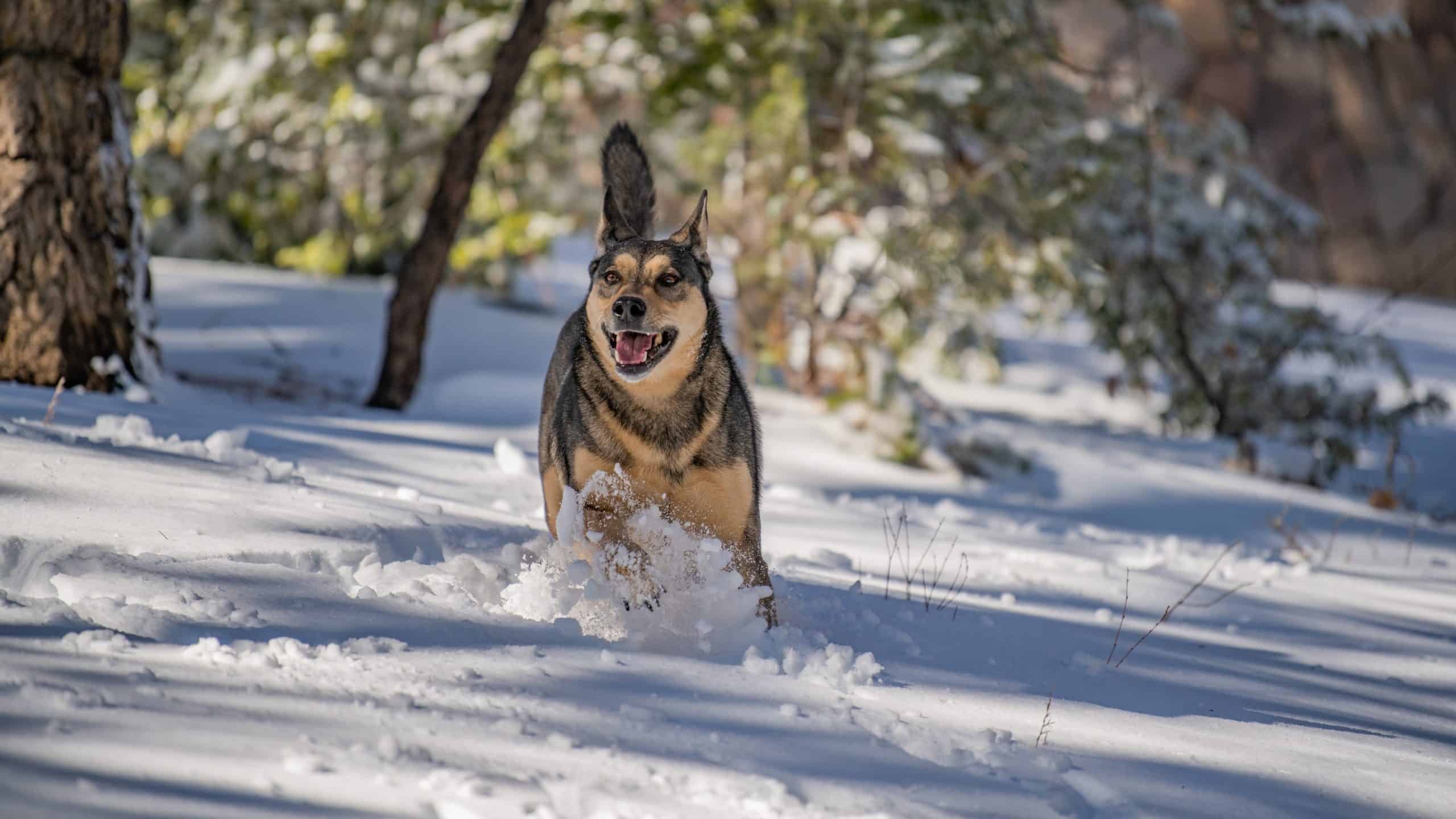 dog running in the snow