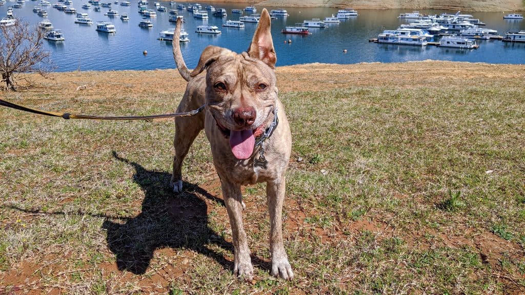 A brown dog in front of Lake Oroville in Butte County. - Dogtrekker