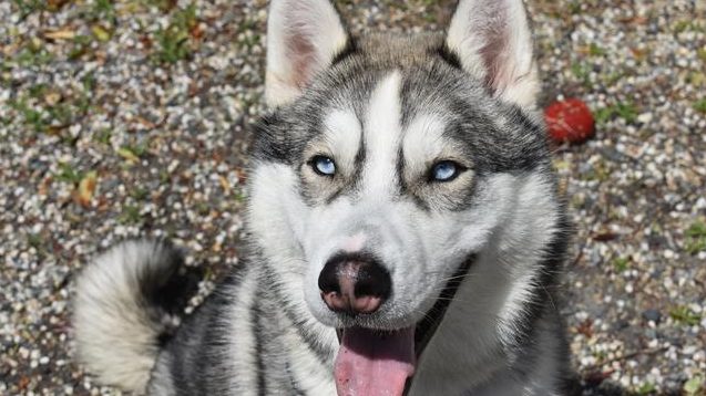 Ralphie Husky dog