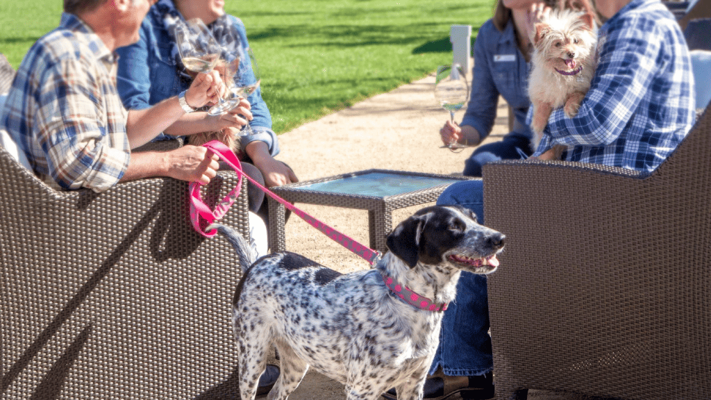 A group of people and a dog enjoying wine on a patio in Napa. - Dogtrekker