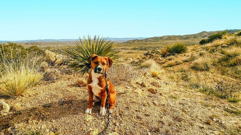 Wagging through the California deserts: Pet-friendly accommodations