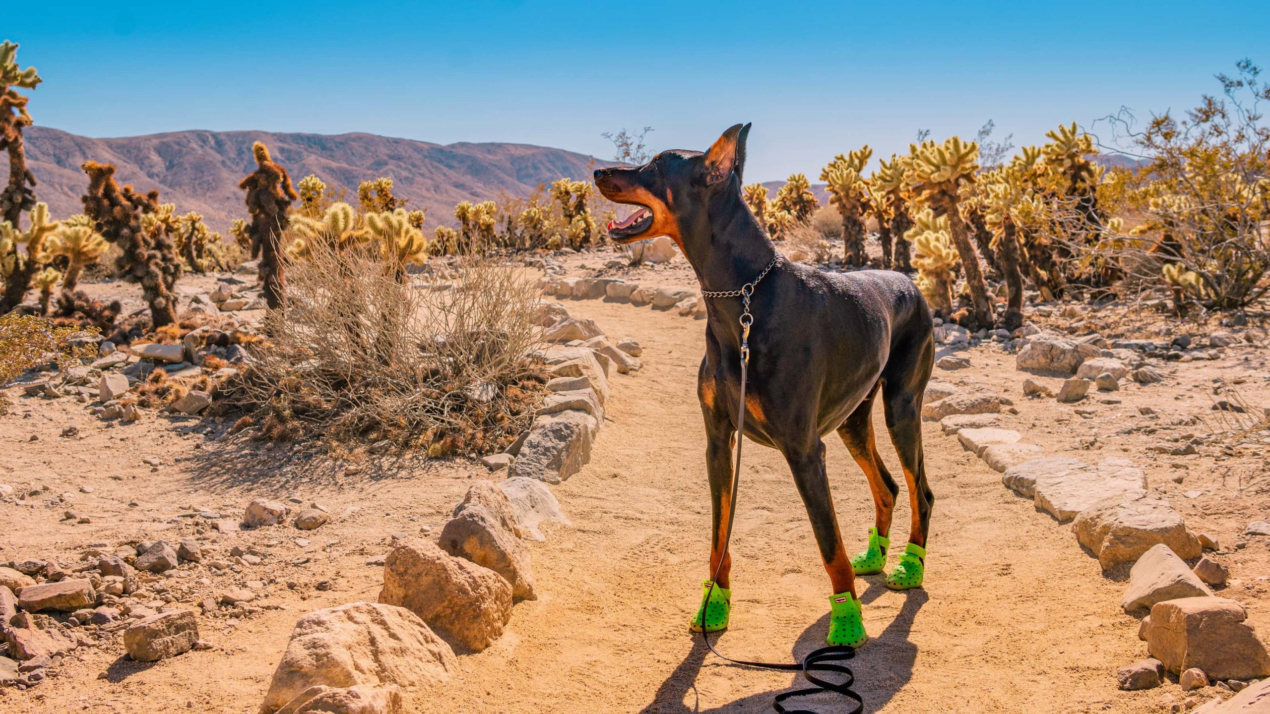 A vibrant dog park bathed in sunlight features abundant greenery with mature trees, offering ample shade for leisurely outdoor activities. In the distance is a well-equipped playground that presents an additional activity area. An inviting picnic table spreads out nearby, ideal for enjoying meals al fresco or taking relaxing breaks from play. A neatly-placed trash bin aids in maintaining the park's cleanliness for everyone's enjoyment. Dominating the scene is a generously wide dirt path gracefully curving through the expanse of grass, promising exploratory walks and lively fetch games.