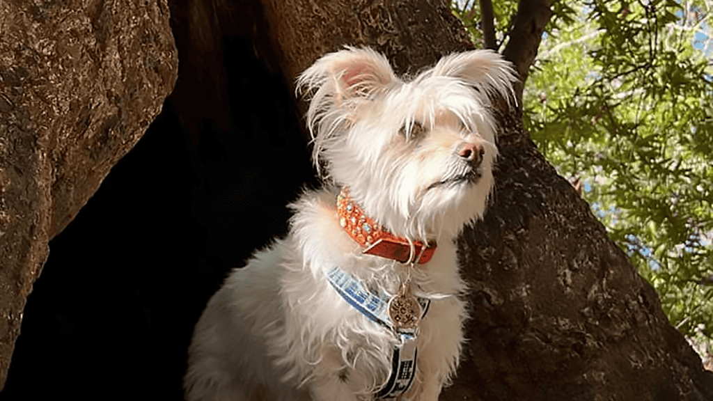 White terrier dog in East Bay Regional Park.