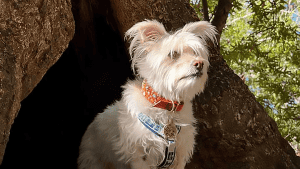 White terrier dog in East Bay Regional Park.