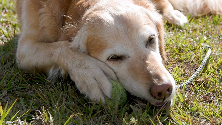 Hunter is one of the patients benefiting from cancert treatment. Photo by Yale University.