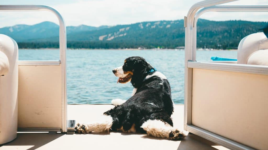 Happy dog on boat at Big Bear Lake.