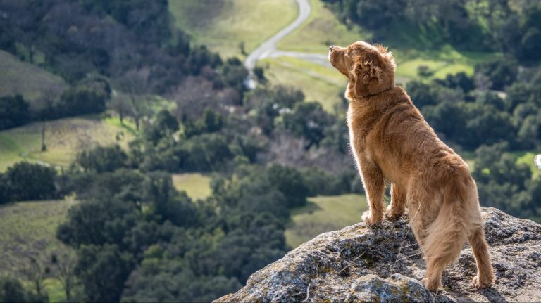 Dog looking over Pleasant Hill