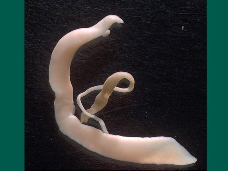 Parasite