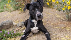 A vibrant dog park bathed in sunlight features abundant greenery with mature trees, offering ample shade for leisurely outdoor activities. In the distance is a well-equipped playground that presents an additional activity area. An inviting picnic table spreads out nearby, ideal for enjoying meals al fresco or taking relaxing breaks from play. A neatly-placed trash bin aids in maintaining the park's cleanliness for everyone's enjoyment. Dominating the scene is a generously wide dirt path gracefully curving through the expanse of grass, promising exploratory walks and lively fetch games.