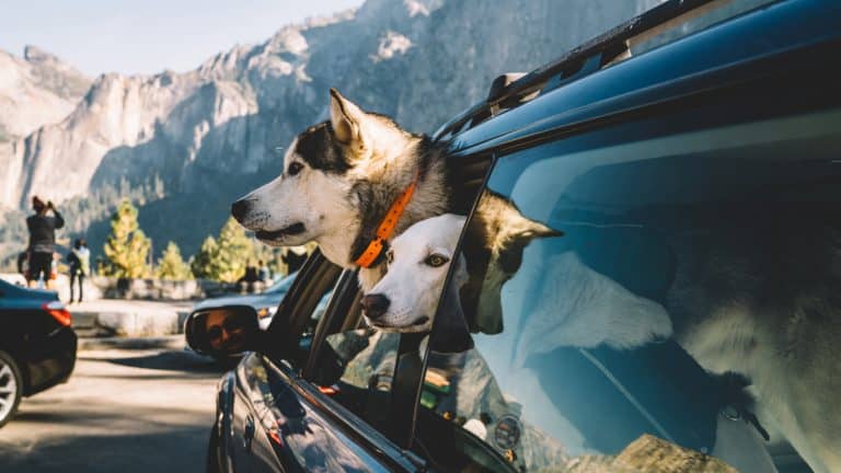 Four-day Yosemite Mariposa County dog-friendly itinerary
