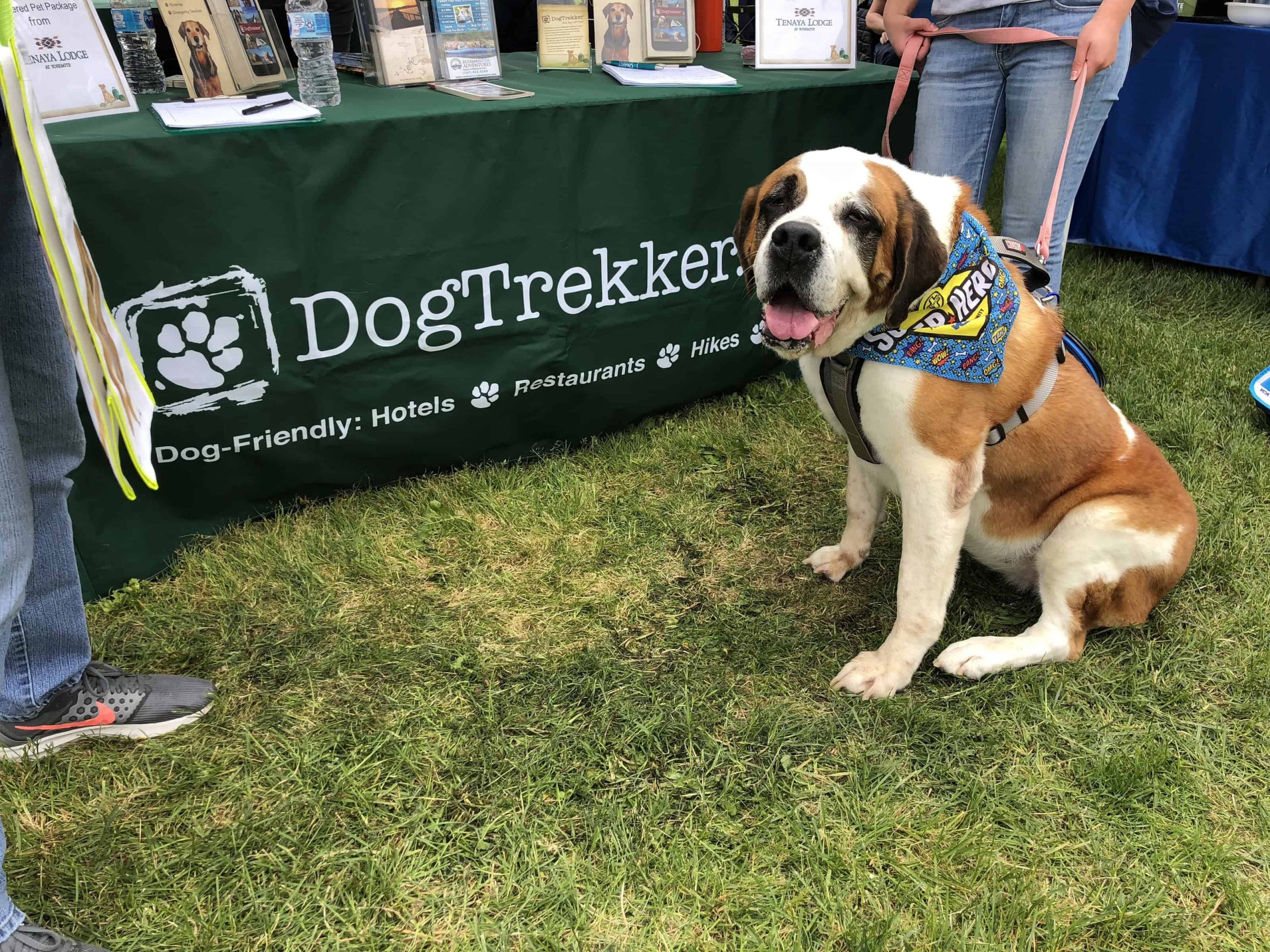 A vibrant dog park bathed in sunlight features abundant greenery with mature trees, offering ample shade for leisurely outdoor activities. In the distance is a well-equipped playground that presents an additional activity area. An inviting picnic table spreads out nearby, ideal for enjoying meals al fresco or taking relaxing breaks from play. A neatly-placed trash bin aids in maintaining the park's cleanliness for everyone's enjoyment. Dominating the scene is a generously wide dirt path gracefully curving through the expanse of grass, promising exploratory walks and lively fetch games.