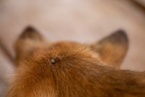 A vibrant dog park bathed in sunlight features abundant greenery with mature trees, offering ample shade for leisurely outdoor activities. In the distance is a well-equipped playground that presents an additional activity area. An inviting picnic table spreads out nearby, ideal for enjoying meals al fresco or taking relaxing breaks from play. A neatly-placed trash bin aids in maintaining the park's cleanliness for everyone's enjoyment. Dominating the scene is a generously wide dirt path gracefully curving through the expanse of grass, promising exploratory walks and lively fetch games.